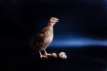 Quail and eggs isolated on Black.Domesticated quails are important agriculture , selective focus 