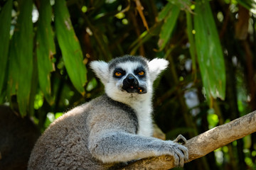 The ring-tailed lemur is a large strepsirrhine primate and the most recognized lemur due to its long, black and white ringed tail.  Like all lemurs it is endemic to the island of Madagascar.