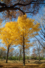 Vertical photograph of yellow trees on an autumn day in a picnic area in a park