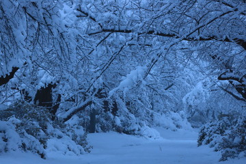 冬の北上展勝地