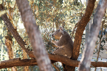 Cuddly koala sitting in gum tree eating eucalyptus leaves, Austrlralian native fauna