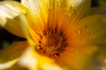closeup of yellow flower
