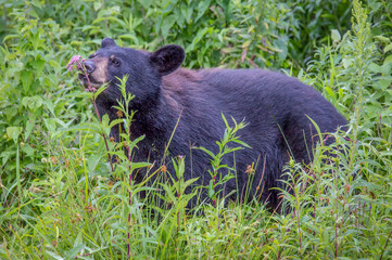 Black bear smelling a flower 