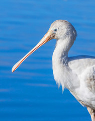 Portrait of a Yellow-Billed Spoonbill
