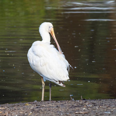 Yellow-Billed Spoonbill at Water's Edge