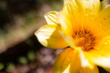 Fototapeta premium yellow lily flower