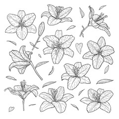 beautiful monochrome black and white set lily isolated on background. Hand-drawn. design greeting card and invitation of the wedding, birthday, Valentine s Day, mother s day and other holiday