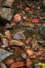 Vibrant wet river rocks close up in natural stream at Cedar Creek Falls near Airlie Beach, Queensland Australia