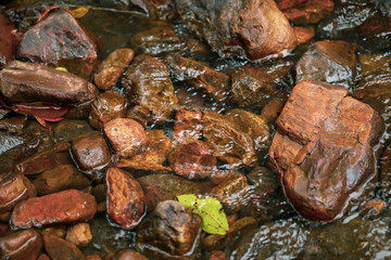 Vibrant wet river rocks close up in natural stream at Cedar Creek Falls near Airlie Beach, Queensland Australia
