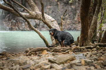 Rottweiler dog pooping on rocks near a beautiful waterhole 