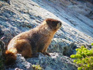 Alpine Pika