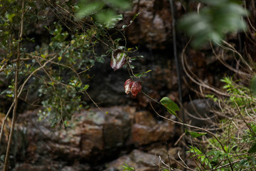 Obraz premium Plants and tree roots growing among damp rocks in rainforest at Cedar Creek Falls near Airlie Beach, Queensland Australia