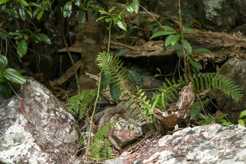 Plants and tree roots growing among damp rocks in rainforest at Cedar Creek Falls near Airlie Beach, Queensland Australia