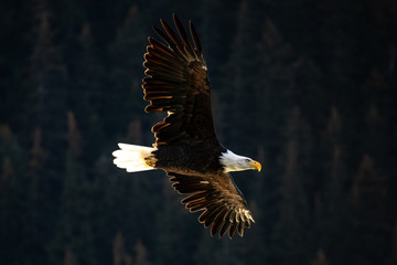 A Bald Eagle flies in Alaska.