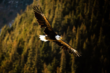 A Bald Eagle flies in Alaska.
