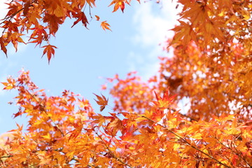 紅葉　もみじと空