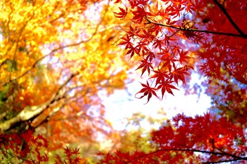 紅葉　もみじと空