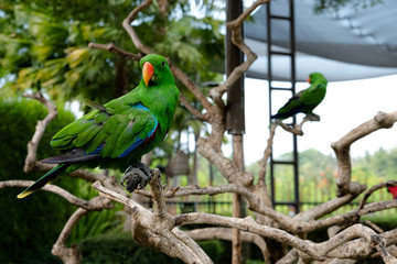 The eclectus parrot is a parrot native to the Solomon Islands, Sumba, New Guinea and nearby islands, northeastern Australia, and the Maluku Islands.