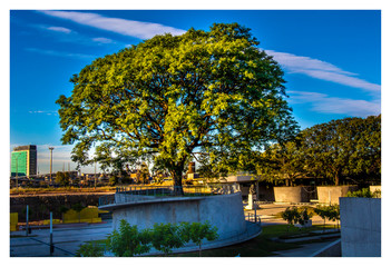 Obraz premium Big tree in the foreground with blue sky in the background, some buildings alongside and a highway. Located in a park in Buenos Aires, on a concrete structure.