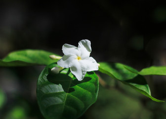 flower, white, nature, spring, green, plant, flowers, blossom, garden, bloom, beauty, summer, leaf, jasmine, flora, yellow, tree, blooming, macro, petal, closeup, beautiful, leaves, tropical, plants