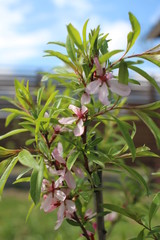 blossoming tree branches pink almond with fragrant flowers in the garden in spring among green leaves