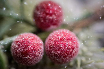 Christmas sparkle foliage berry berries