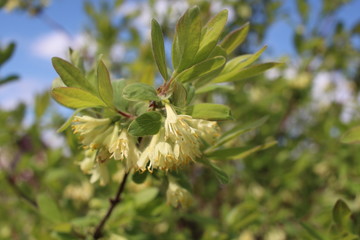 flowering branches of honeysuckle tree with fragrant flowers in the garden in spring among green leaves against the blue sky