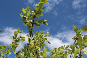 flowering branches of honeysuckle tree with fragrant flowers in the garden in spring among green...