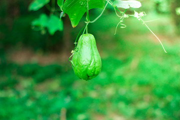 fresh close up chayote surrounded by leaves  in the garden