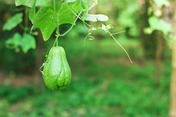 fresh chayote surrounded by leaves  in the garden