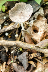 Mushroom In The Trash