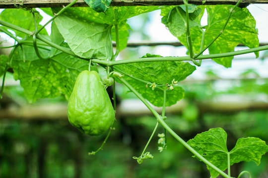 รูปภาพGilo เลือกดูภาพถ่ายสต็อก เวกเตอร์ และวิดีโอ128 Adobe Stock
