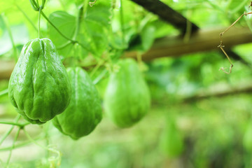 fresh chayote surrounded by leaves  in the garden