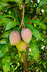 Bunch Of Ripe Julie Mangoes