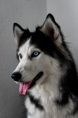 A beautiful Female Siberian Husky dog with blue and brown eyes heterochromia 