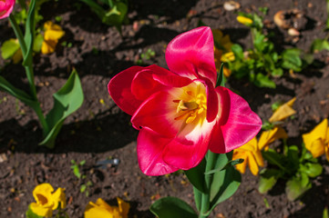 Close-up of warm pink tulip bud in a garden.
