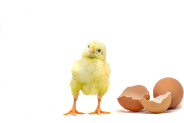 beautiful little chicken, egg and eggshell isolated on the white