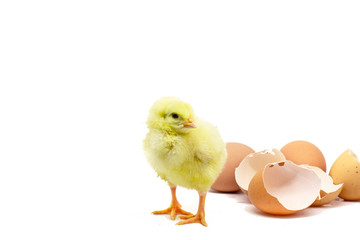 beautiful little chicken, egg and eggshell isolated on the white