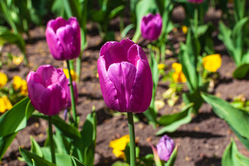 Fototapeta premium Close-up of cold pink tulip bud in a garden.