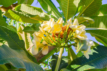 Yellow and White Fangipani
