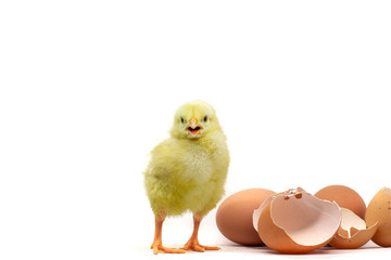 yellow little cute chicken, egg and broken eggshell isolated on the white background, selective focus
