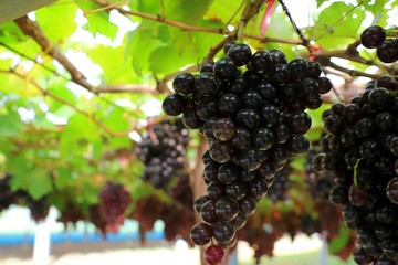 The fresh grapes from vines in the vineyard. Selective focus. Fruit and agriculture concept. 