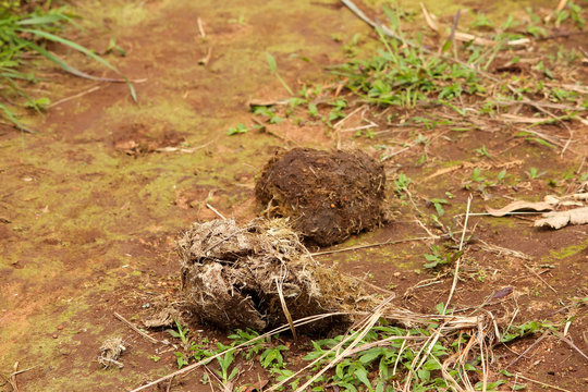 View of elephant droppings during the jungle safari in Thekkady, Kerala, India. Dried elephant poop along the wildlife trial.