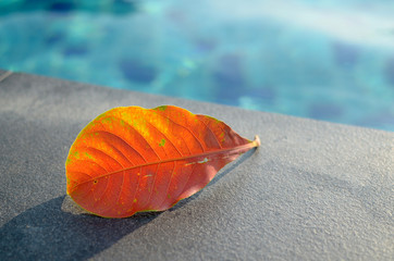 Fototapeta na wymiar Poolside leaves, natural background