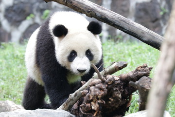 Obraz premium Close up Little Cute Panda , Dujiangyan, China