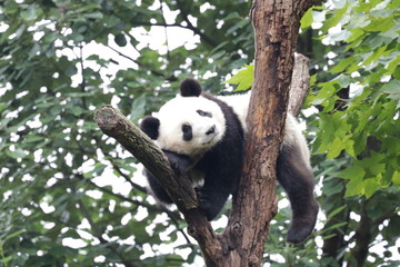 Fluffy Playful Panda Cub on the Tree, Chengdu, China