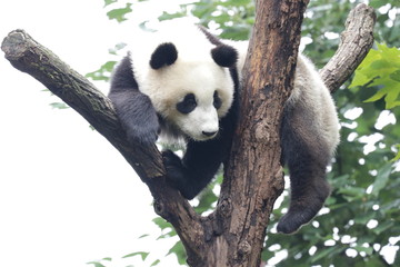 Obraz premium Puszysta figlarna panda na drzewie, Chengdu, Chiny