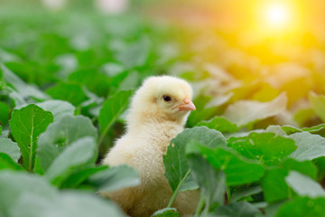 Little cute baby chicks between the leaves, playing in nature with light beam, yellow newborn baby chicks, selective focus
