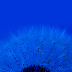 macro shot of white dandelion on empty background. Square with copy space. Classic, blue monochrome, trend 2020