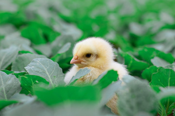 Little cute baby chicks between the leaves, playing in nature with light beam, yellow newborn baby chicks, selective focus